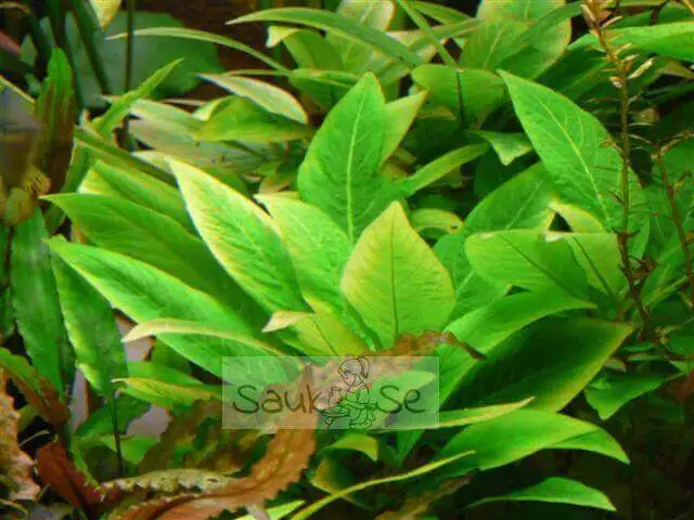 Buy Hygrophila Corymbosa Compacta Sauk Se All In One Hobby Shop