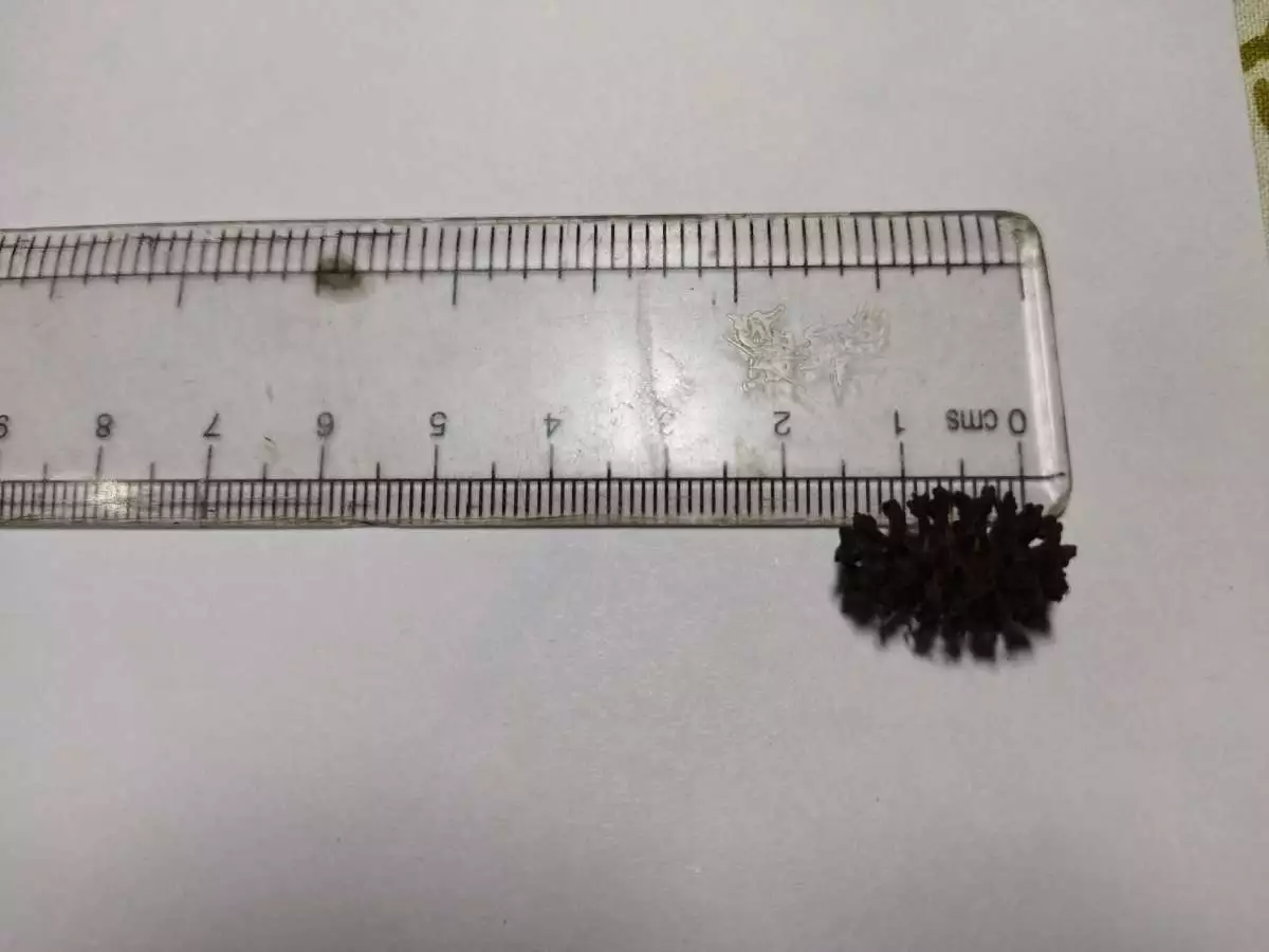 1 to 1.5cm Size Alder Cones