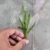 5 Piece Micro Dwarf Carpet Aquarium Plant