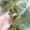 5 Piece Rotala Sp Mini Gold Submerged Aquarium Plant