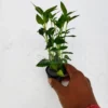 Acmella Repens Aquarium Plant Pot