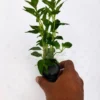 Acmella Repens Pot