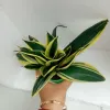 Air Purifying Golden Dwarf Sansevieria Plant