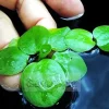 Amazon Frogbit Floating Plant - Limnobium laevigatum