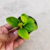 Anubias Nana Gold Vibrant Aquarium Plant For Freshwater Tanks