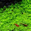 Aquascape With Hemianthus Callitrichoides Cuba As A Foreground Plant