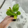 Aquatic Plant With Curly Leaves