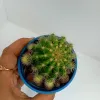 Barrel Cactus Spiny Succulent Desert Plant