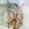 Beautiful Rotala Hi Red Aquarium Plants