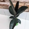 Beautiful Rubber Tree Houseplant - Ideal Gift for Plant Lovers