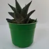 Beautiful Succulent Haworthia Limifolia