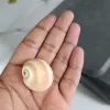 Big Snail Shell
