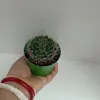 Birds Nest Cactus