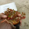 Bright Red Color Ludwigia Ovalis Plant