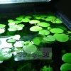 Buy Amazon Frogbit Online - Aquatic Floating Plant