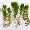 Buy Hornwort Aquarium Plant - Ceratophyllum Demersum