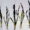 Buy Vallisneria sp. Mini Twister - Aquarium Plant