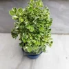 Buy Variegated White Aralia online