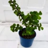 Buy jade plant online