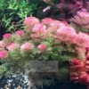 Cabomba Furcata Aquarium Plant