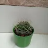 Cactus Plant