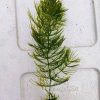 Ceratophyllum Demersum Aquatic Plant - Foxtail Greenery