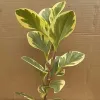 Close-Up Of Variegated Leaves Of Peperomia Obtusifolia Variegata Plant