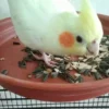 Cockatiels Eating Striped Sunflower Seed