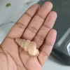 Cone Snail Shell