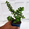 Crassula ovata for sale