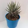 Crested Zebra Haworthia Succulent Plant