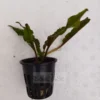 Crypto Wendtii Green Aquarium Plant