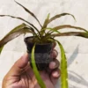 Cryptocoryne Red Pot