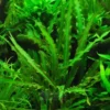 Cryptocoryne Spiralis Green