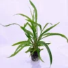 Cryptocoryne Spiralis Green Pot