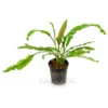 Cryptocoryne Spiralis Red Emersed Plant Pot