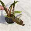 Cryptocoryne Spiralis Red Leaves