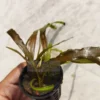 Cryptocoryne Spiralis Red Pot