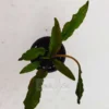 Cryptocoryne Wendtii Green Aquatic Plant