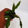 Cryptocoryne Wendtii Green Pot