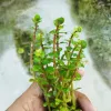 Dwarf Bonsai For Aquariums