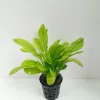 Dwarf Sword Plant For Aquariums