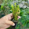 Easy-Care Oxygenating Plant