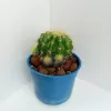 Echinocactus Grusonii Golden Barrel Cactus Succulent Plant