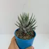 Fasciated Zebra Haworthia