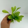 Foreground Plant For Aquascaping
