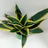 Golden Dwarf Sansevieria Hahnii Indoor Greenery