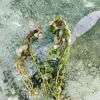 Golden Rotala Sp Mini Aquarium Plants Submerged