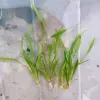 Green Carpet Plant For Aquarium