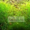 Guppy Grass - Ideal for Aquatic Habitats